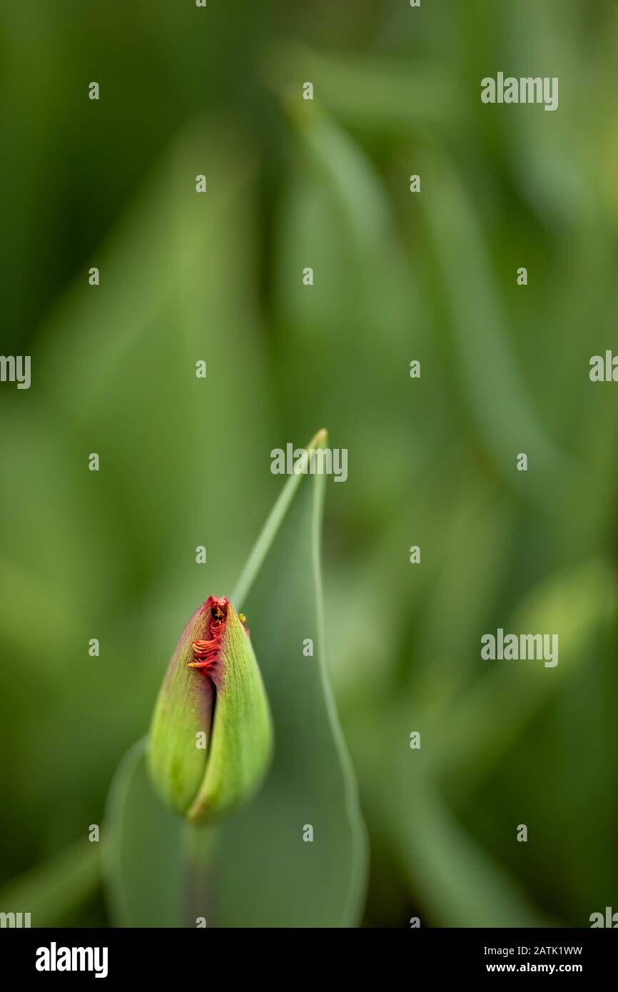 all green, tulips before bloom, background out of focus, nicely blurred