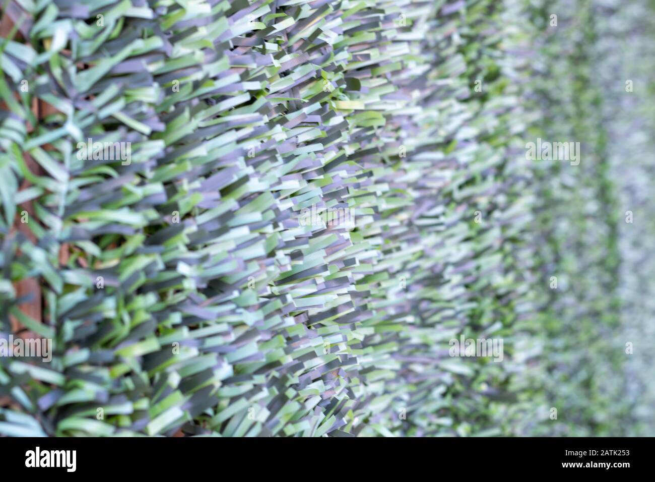 Artificial hedge. Green texture. Selective focus. Background. Stock Photo
