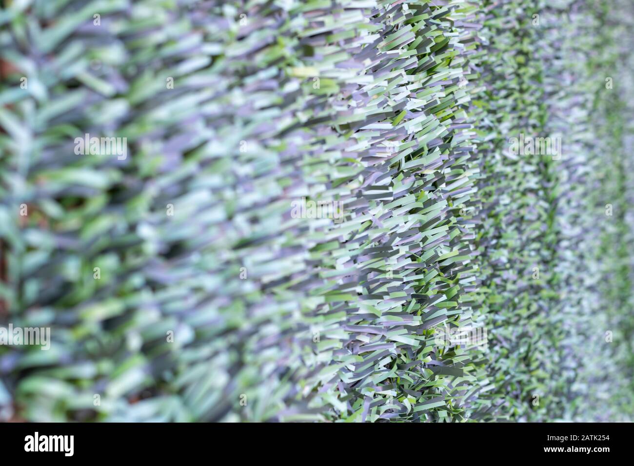 Artificial hedge. Green texture. Selective focus. Background. Stock Photo