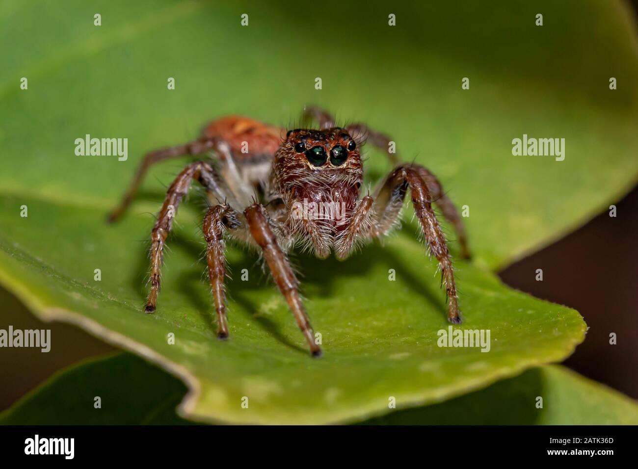 Jumping Spider on the Green Leaf Stock Photo