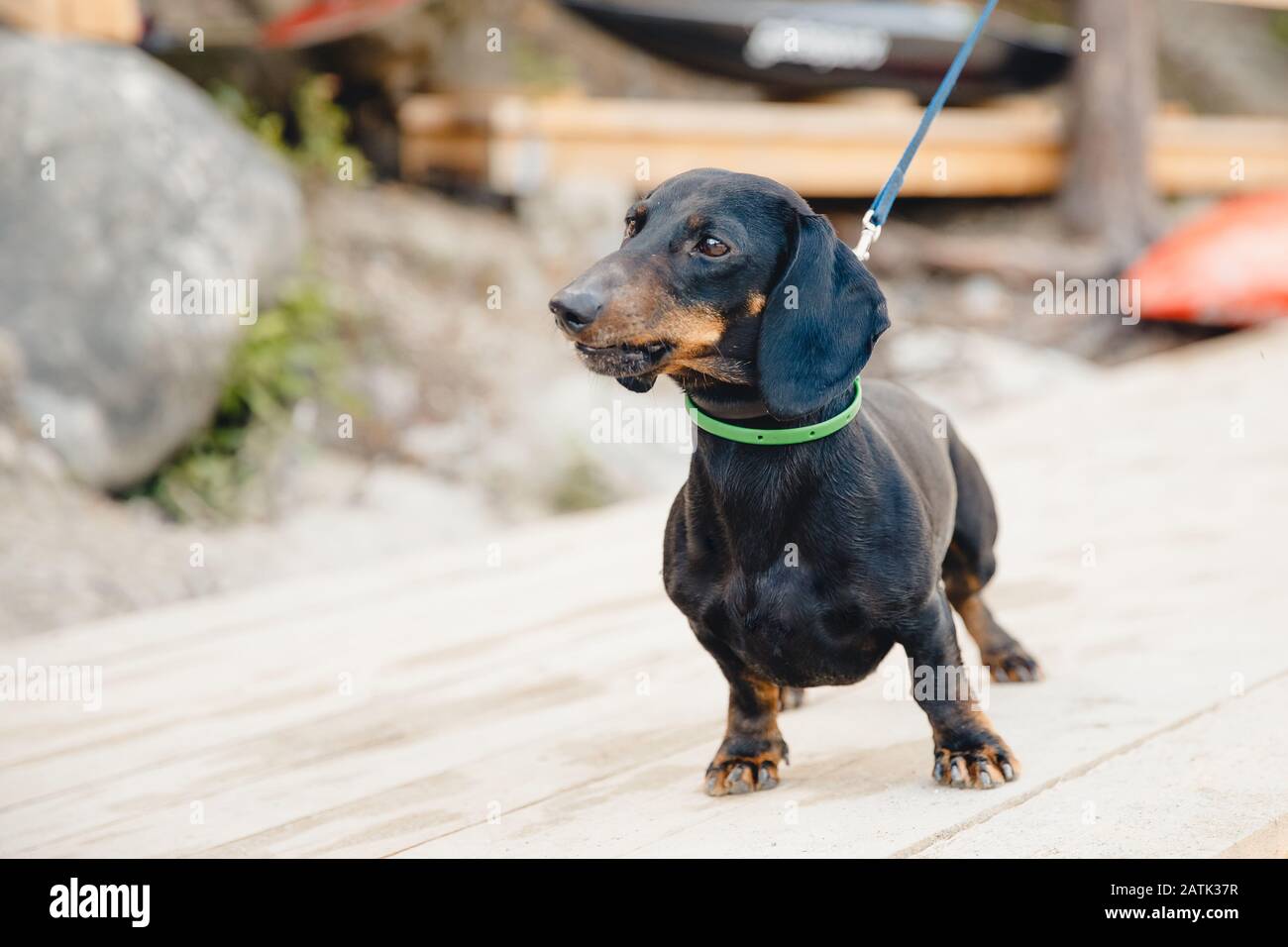 dachshund leash