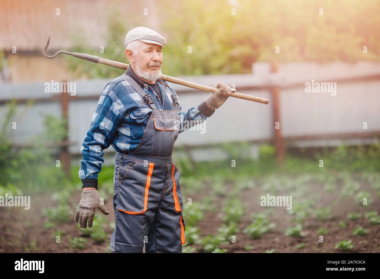 Removing weeds from soil of potatoes, Senior elderly man wielding hoe ...
