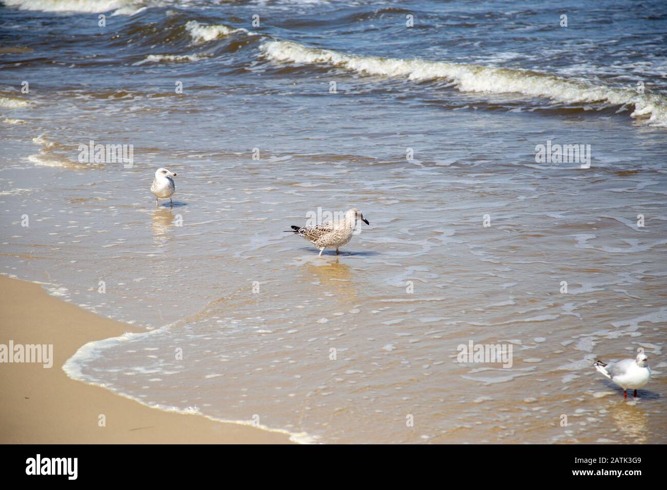 Many seagulls on the beach at the Baltic Sea search for food on a sunny day Stock Photo