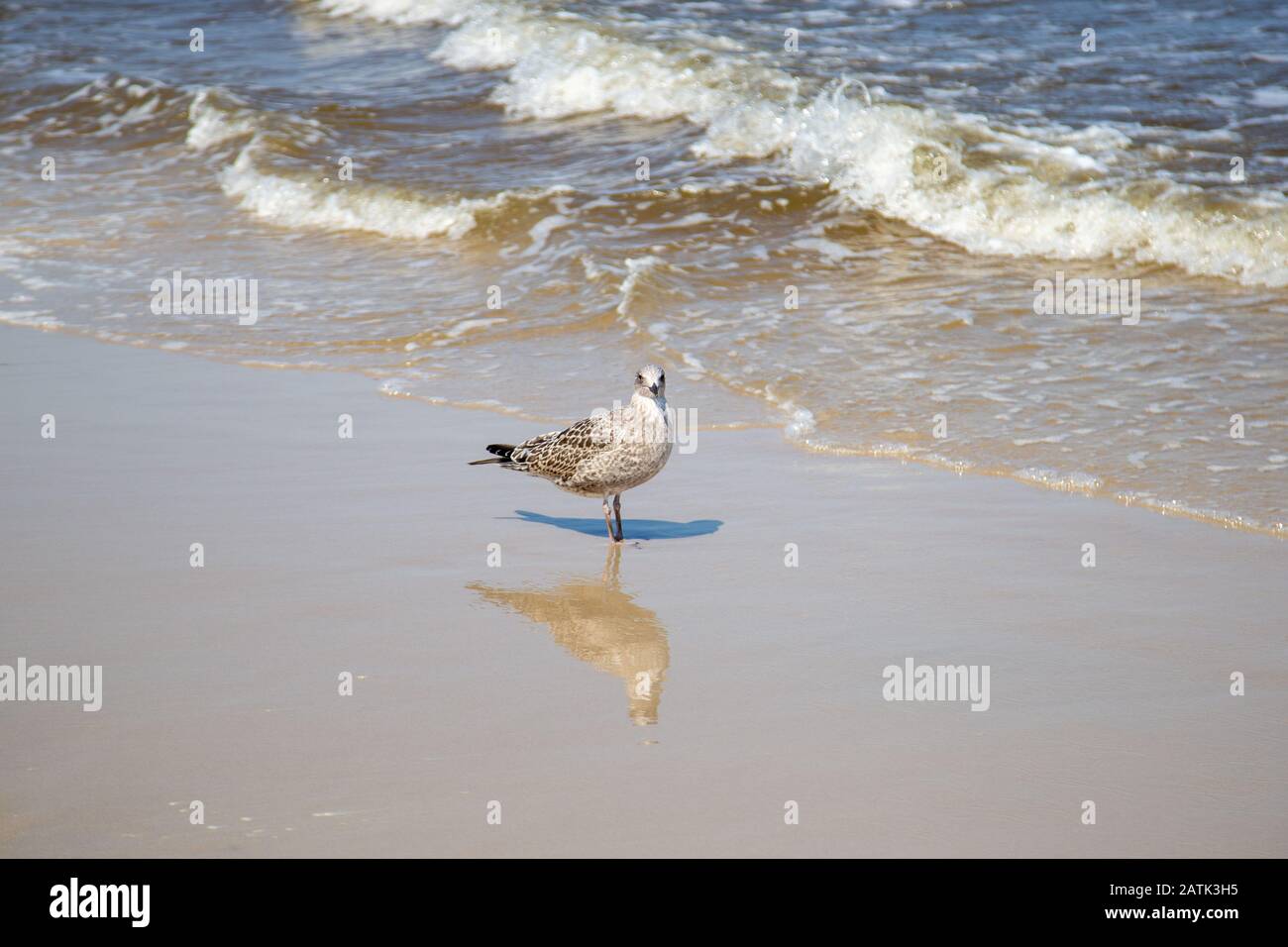 Many seagulls on the beach at the Baltic Sea search for food on a sunny day Stock Photo