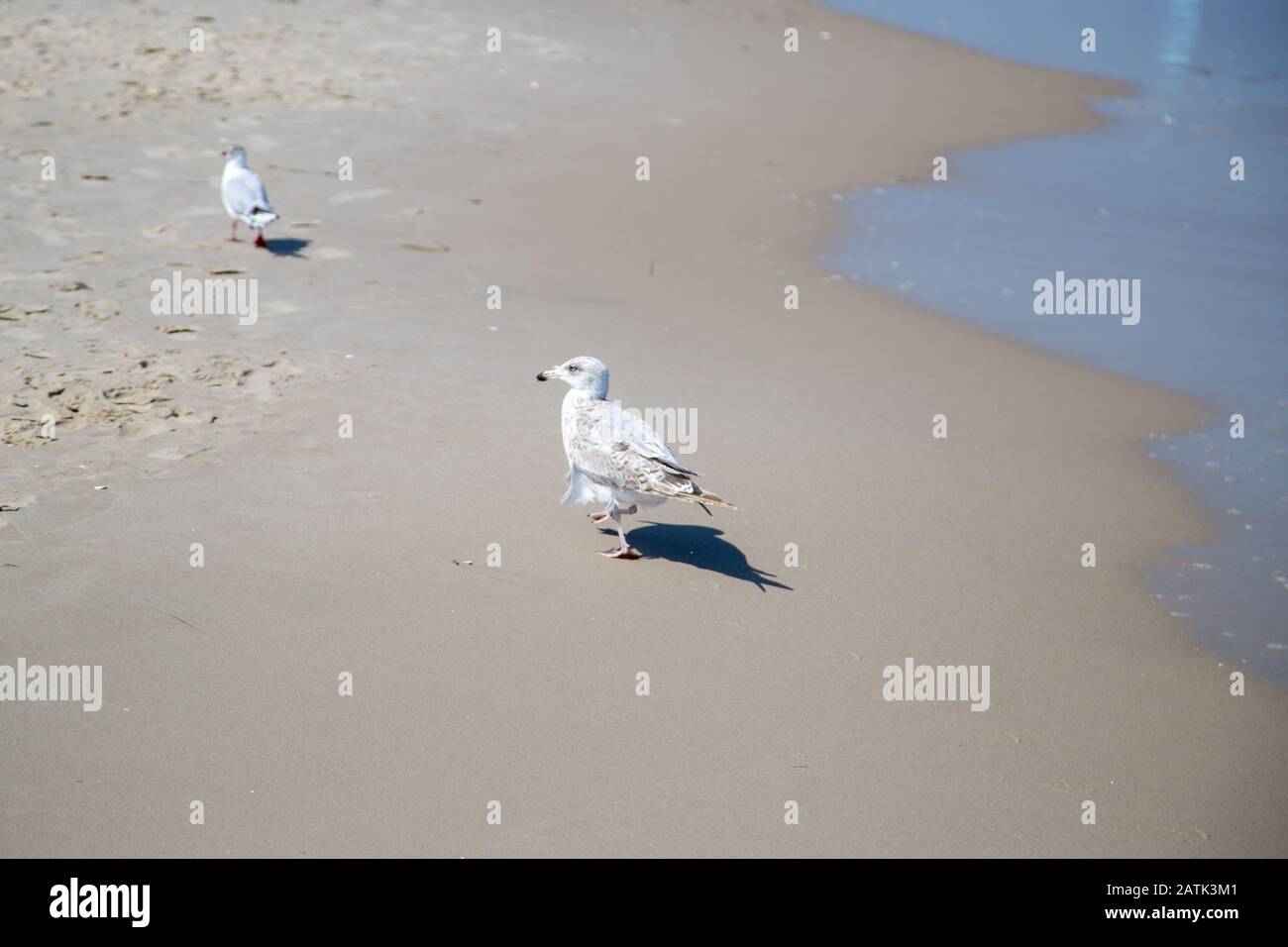 Many seagulls on the beach at the Baltic Sea search for food on a sunny day Stock Photo