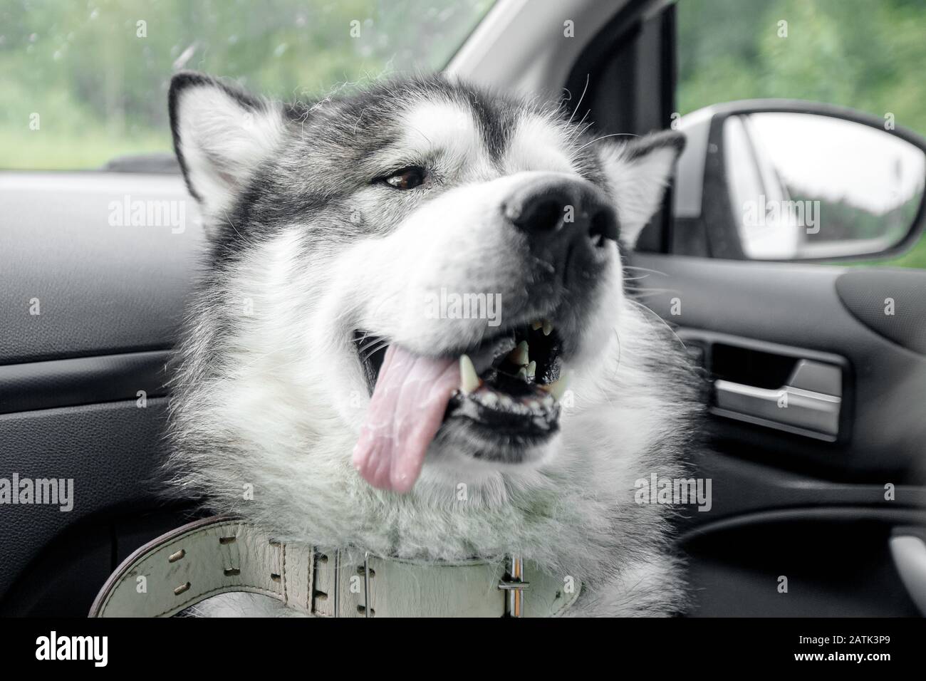 Dog alone is locked in car in heat, window is open. Concept wait travel