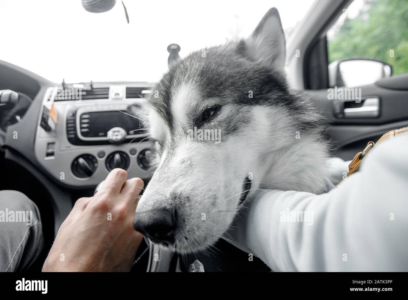 Dog alone is locked in car in heat, window is open. Concept wait travel