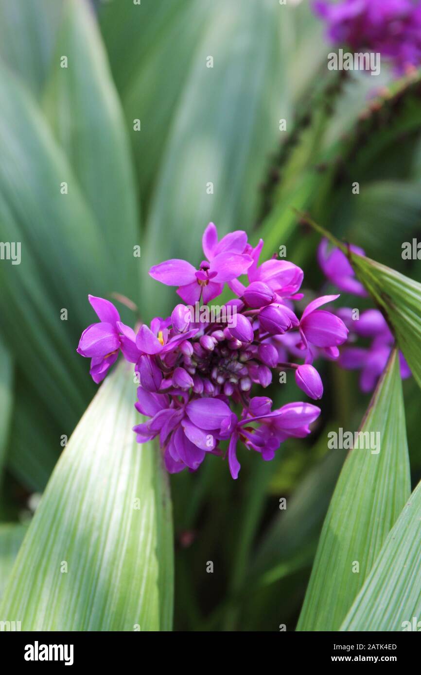 Close up of a purple blooming gournd orchid flower, Spathoglottis unguiculata Stock Photo