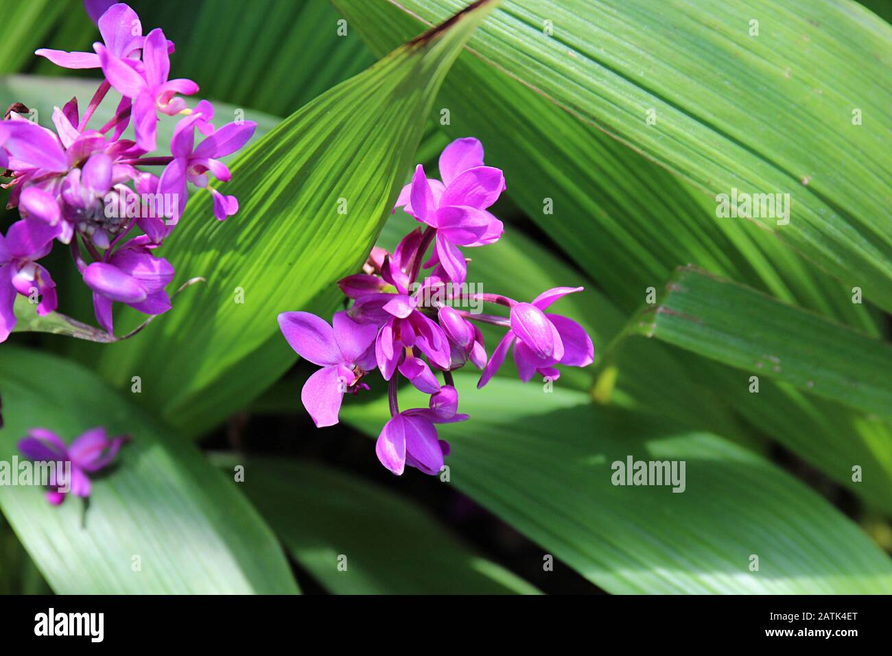 Close up of a purple blooming gournd orchid flower, Spathoglottis unguiculata, on a sunny day Stock Photo