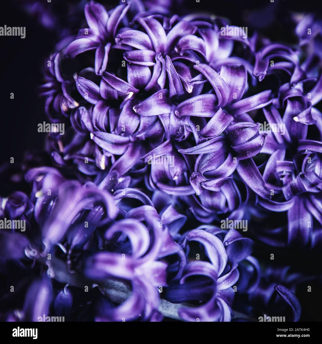 Abstract flora natural purple background from flowers, macro photo Stock Photo