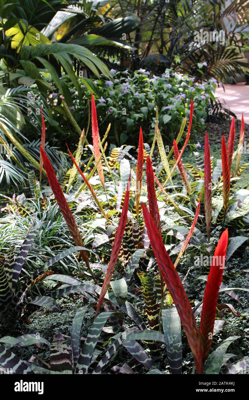 A group of flowering Flaming Sword plants, Vriesea splendens, in a garden Stock Photo