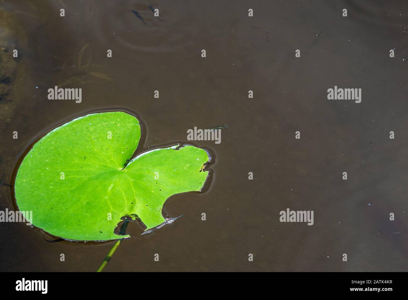 Lilly pads on water Stock Photo Alamy