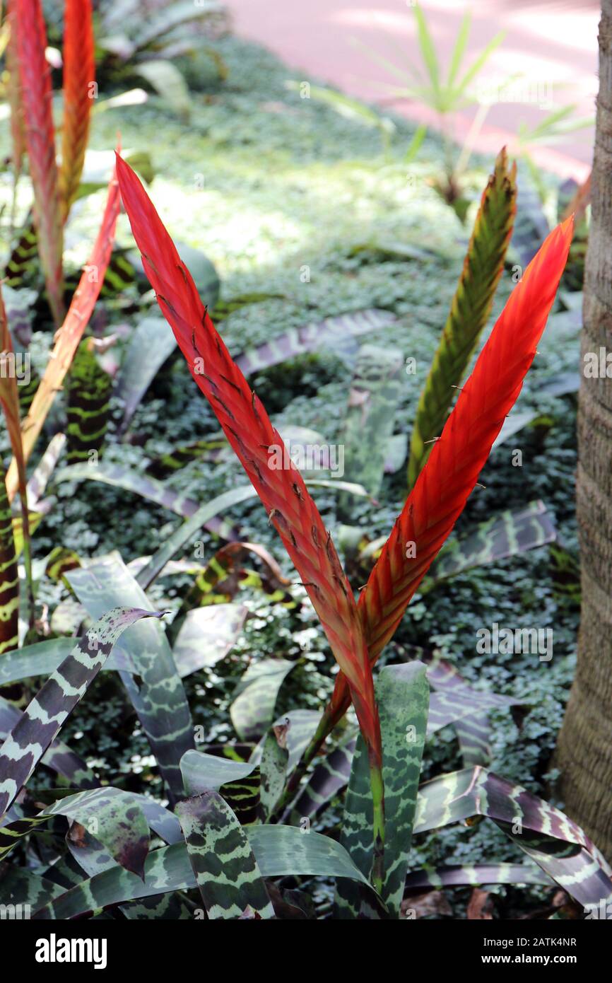 Close up of a group of flowering Flaming Sword plants, Vriesea splendens, in a garden Stock Photo