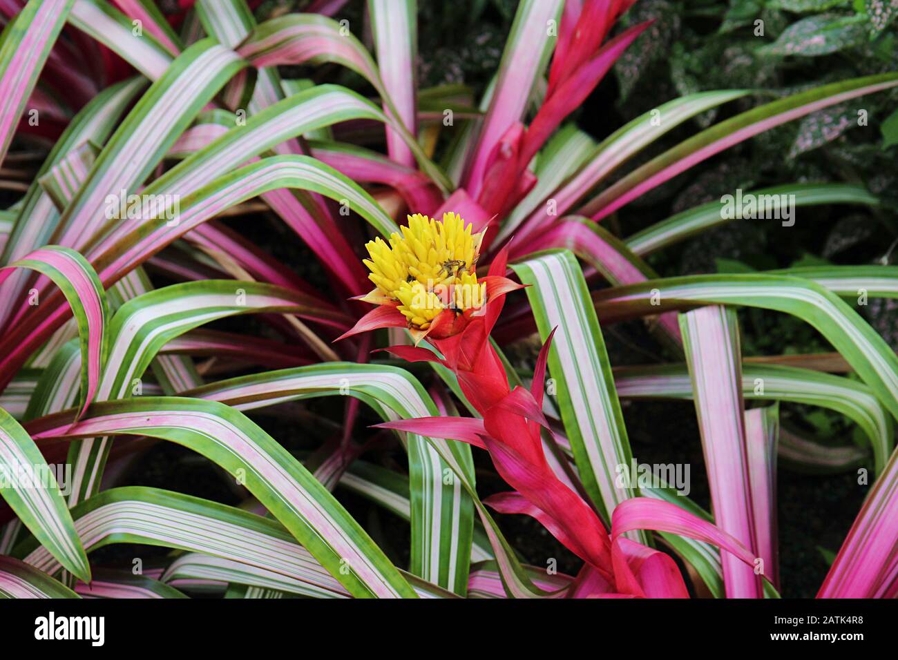 Close up of a flowering Guzmania Sir Albert Bromeliad plant Stock Photo