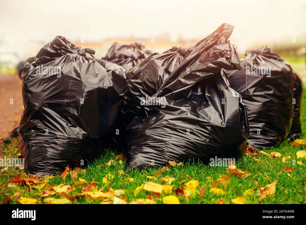 Biodegradable garbage bags for collecting fallen autumn leaves Stock