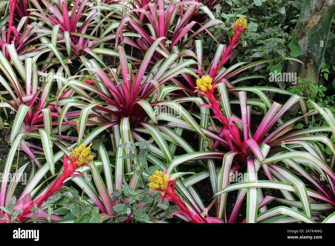 Close up of flowering Guzmania Sir Albert Bromeliads and Polka Dot plants in a garden Stock Photo