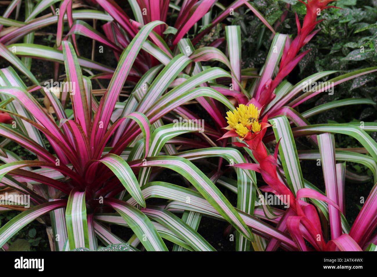 Close up of a flowering Guzmania Sir Albert Bromeliad plant in a garden Stock Photo