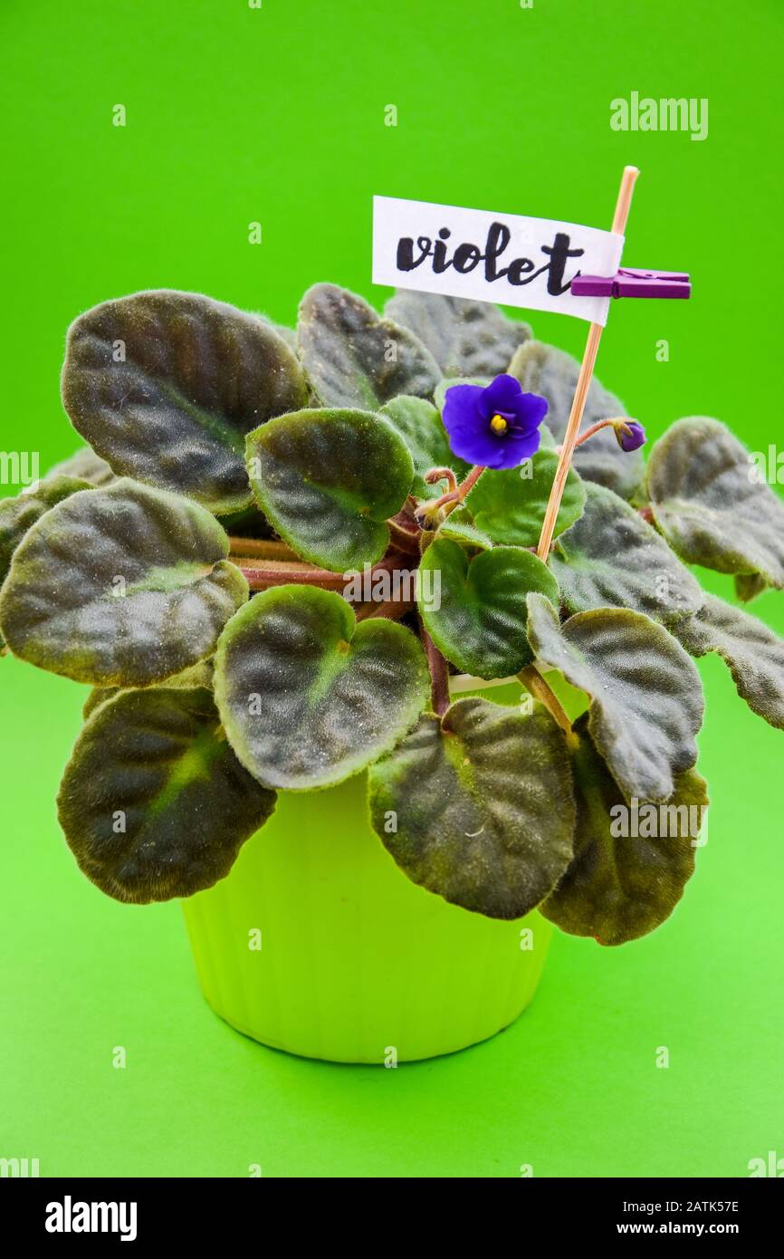 Violeta, violet flower, with word violet Stock Photo