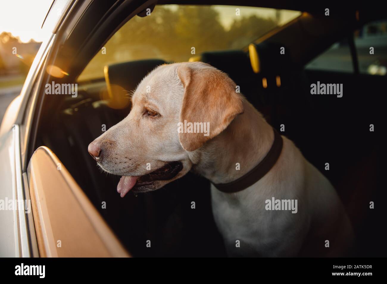 Dog alone is locked in car in heat, window is open. Concept wait travel