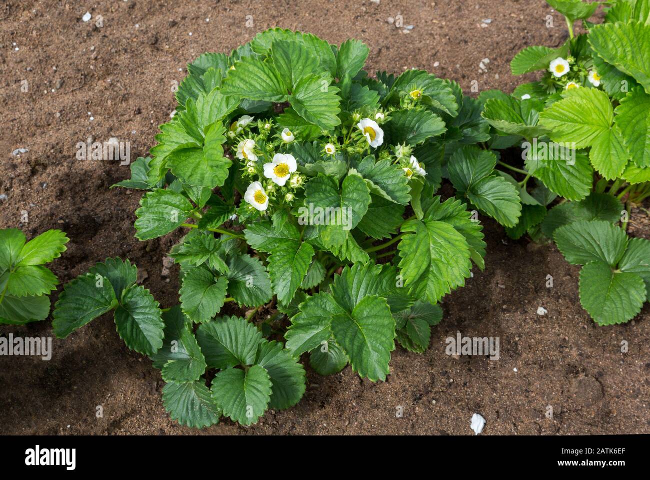 Strawberry plant. Blossoming  of  strawberry.  Wild stawberry bushes.  Strawberries in growth at garden. Stock Photo