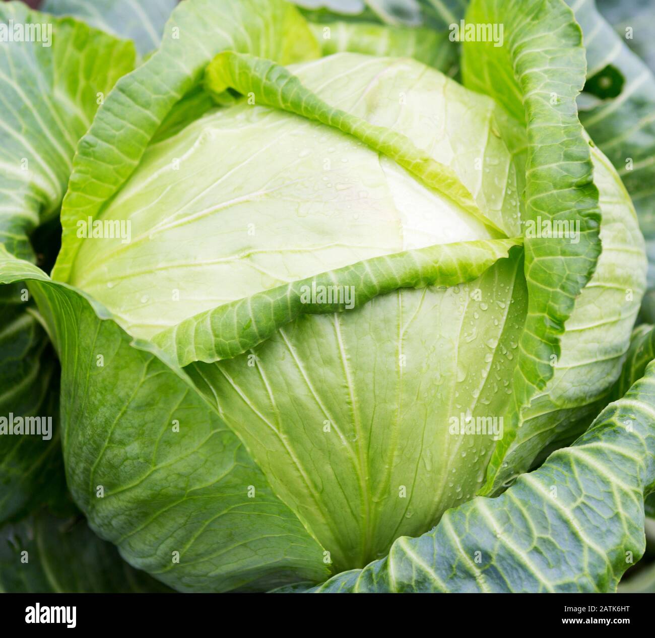 Cabbage . Fresh green big cabbage organic vegetables in the garden. White cabbage. Cabbage close