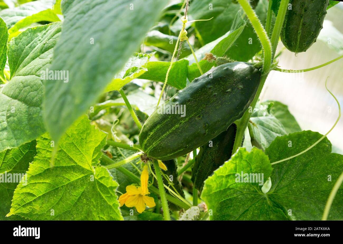 Cucumber plant. Cucumber with leafs and flowers. Cucumbers in the garden Stock Photo