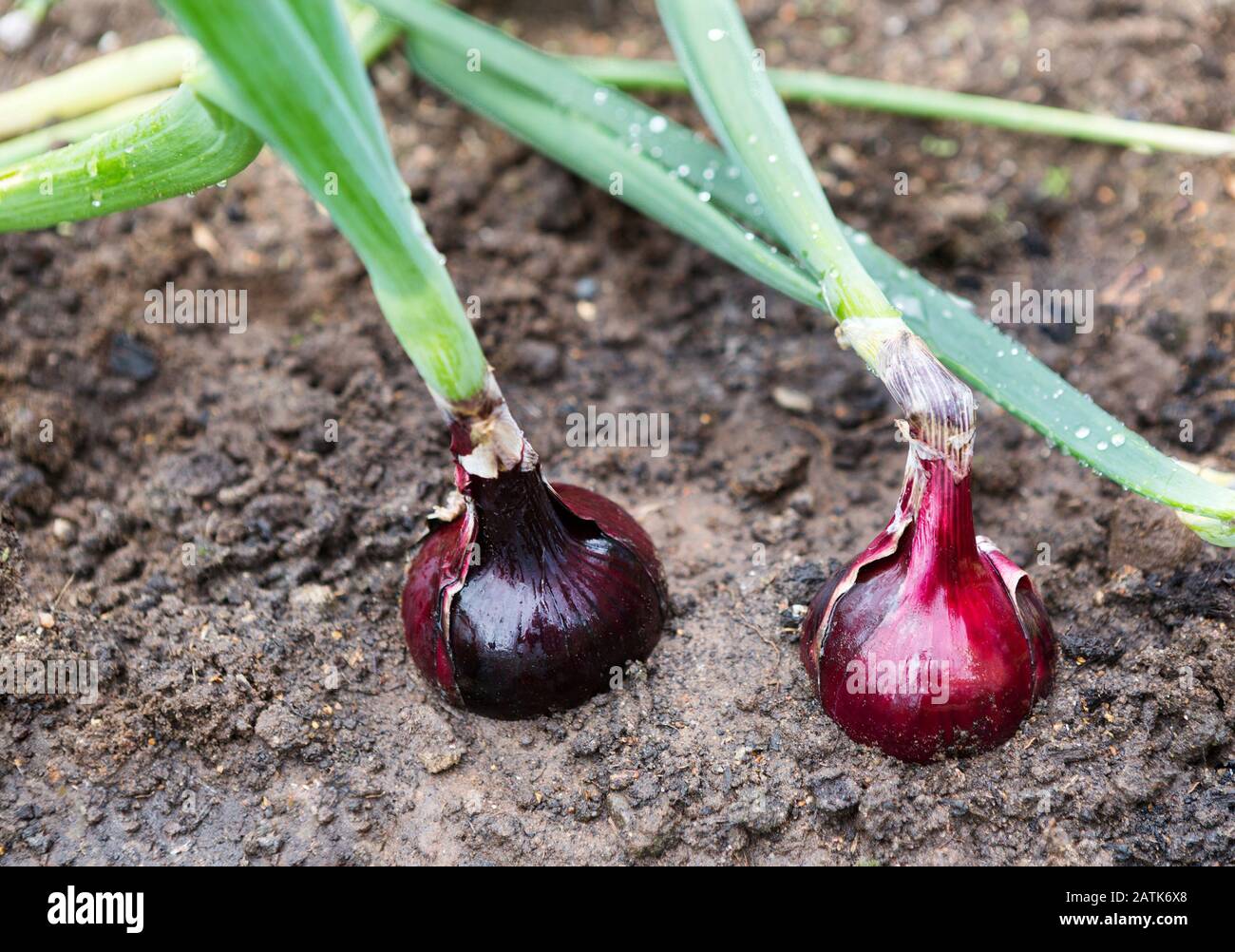 Onion plantation in the vegetable garden. Onion growing close-up. Onions growing in rows on a field Stock Photo