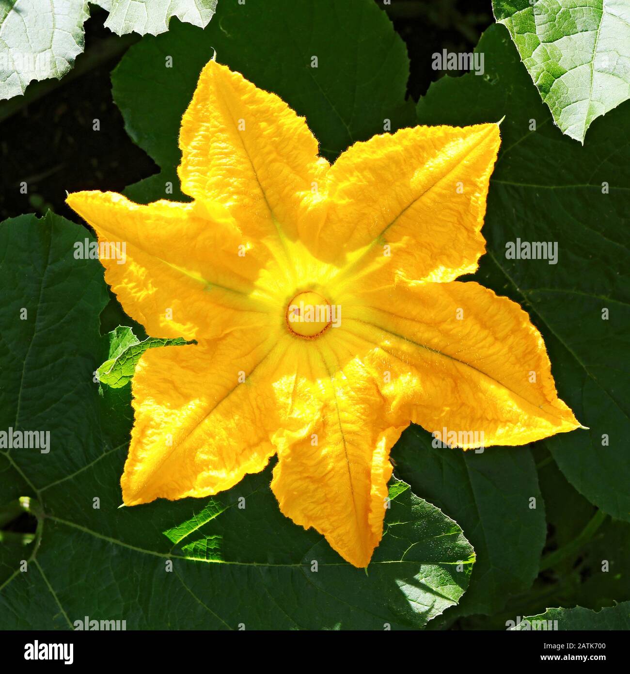 Pumpkin, Squash plant. Squash, courgette, pumpkin, vegetable marrow