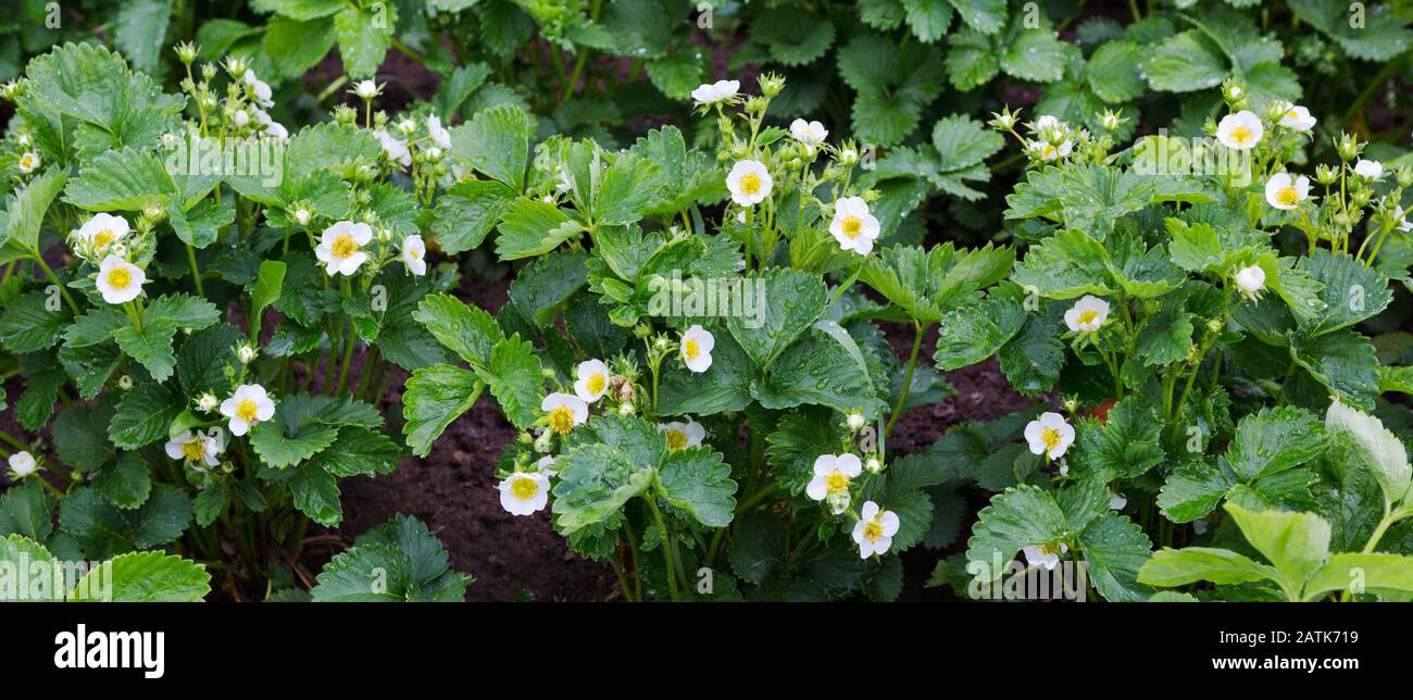 Strawberry plant. Blossoming  of  strawberry.  Wild stawberry bushes.  Strawberries in growth at garden. Stock Photo