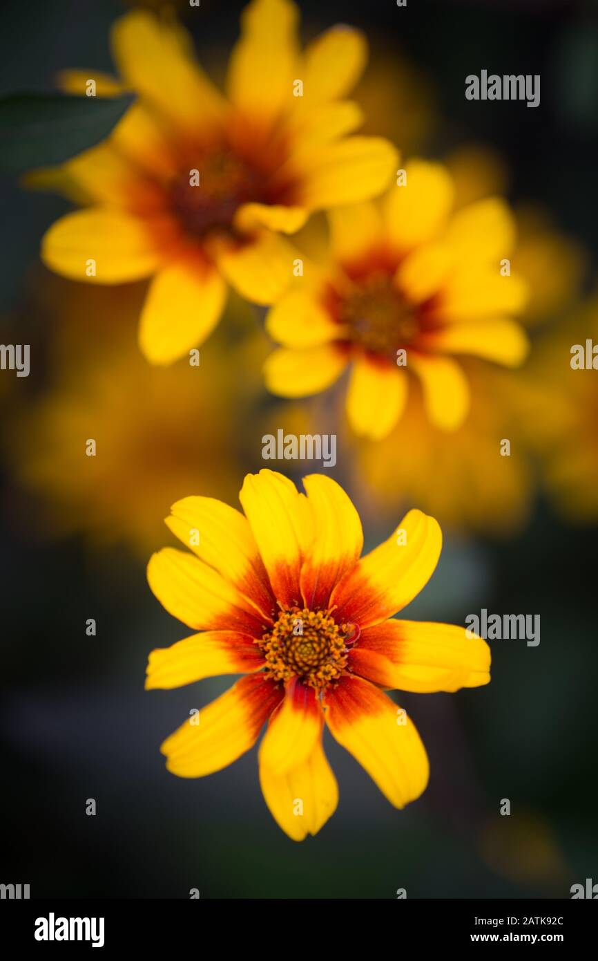 'Burning Hearts' false sunflower, one in foreground, heliopsis helianthoides. Yellow and red flower with space for text Stock Photo