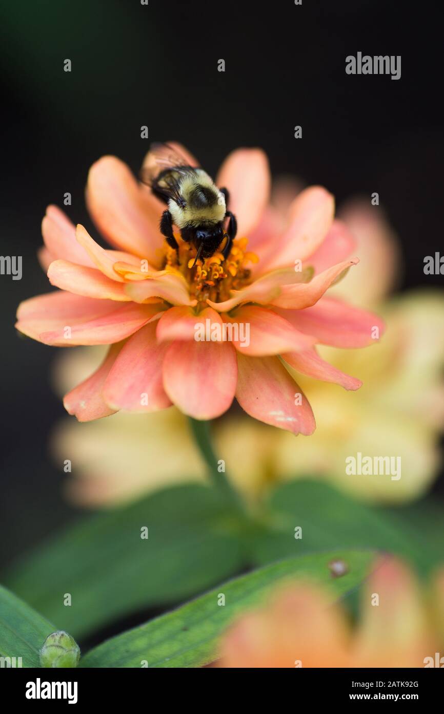 Bumblebee on a peach colored Zinnia Stock Photo