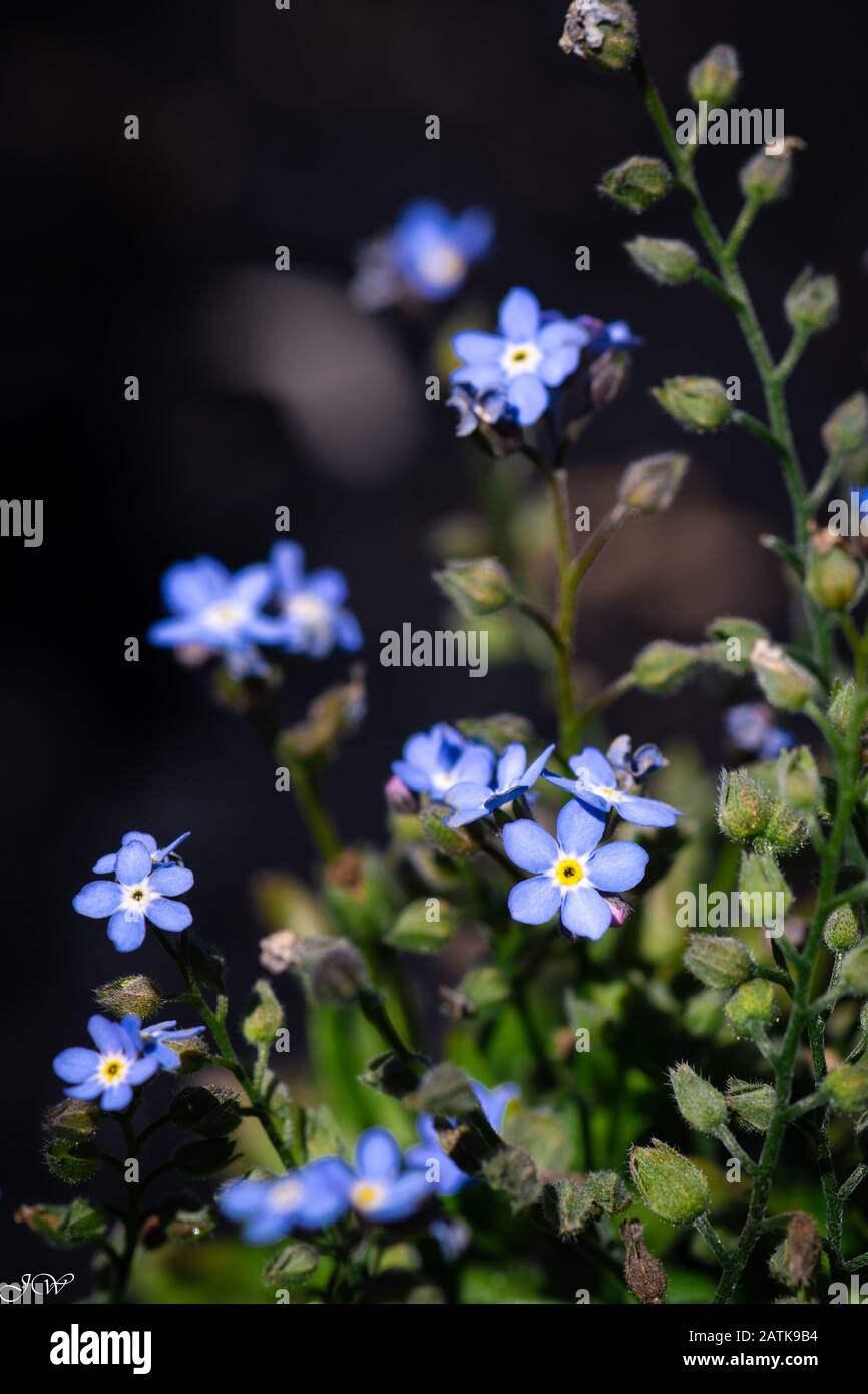 Blue Forget Me Nots Stock Photo