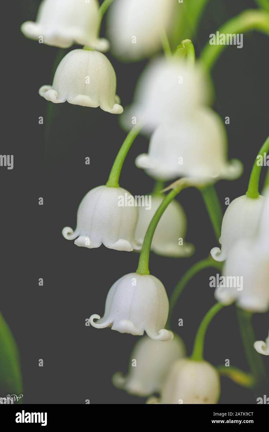 Close up of Lily of the Valley, dark background Stock Photo