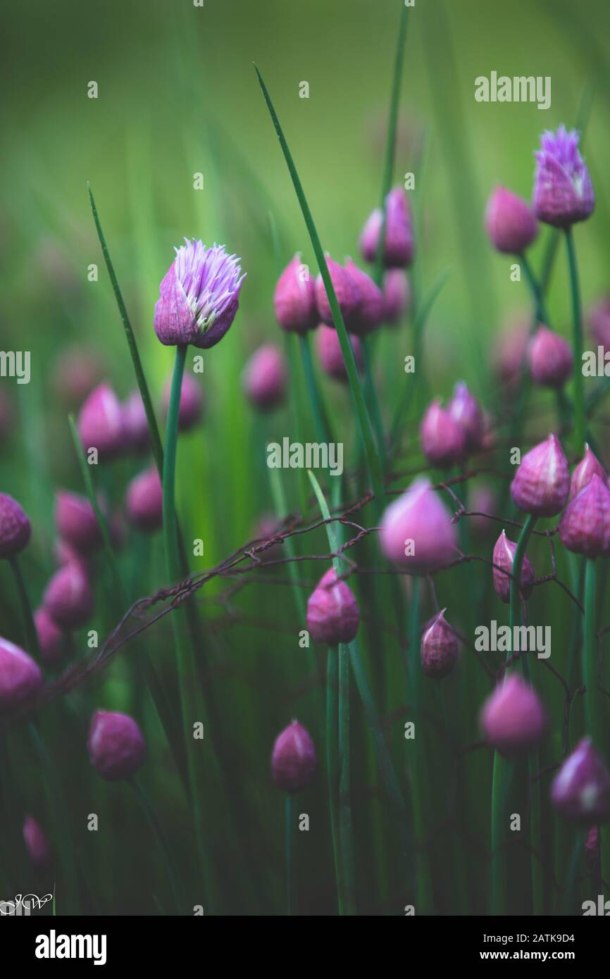 Chives in bloom, Allium schoenoprasum Stock Photo