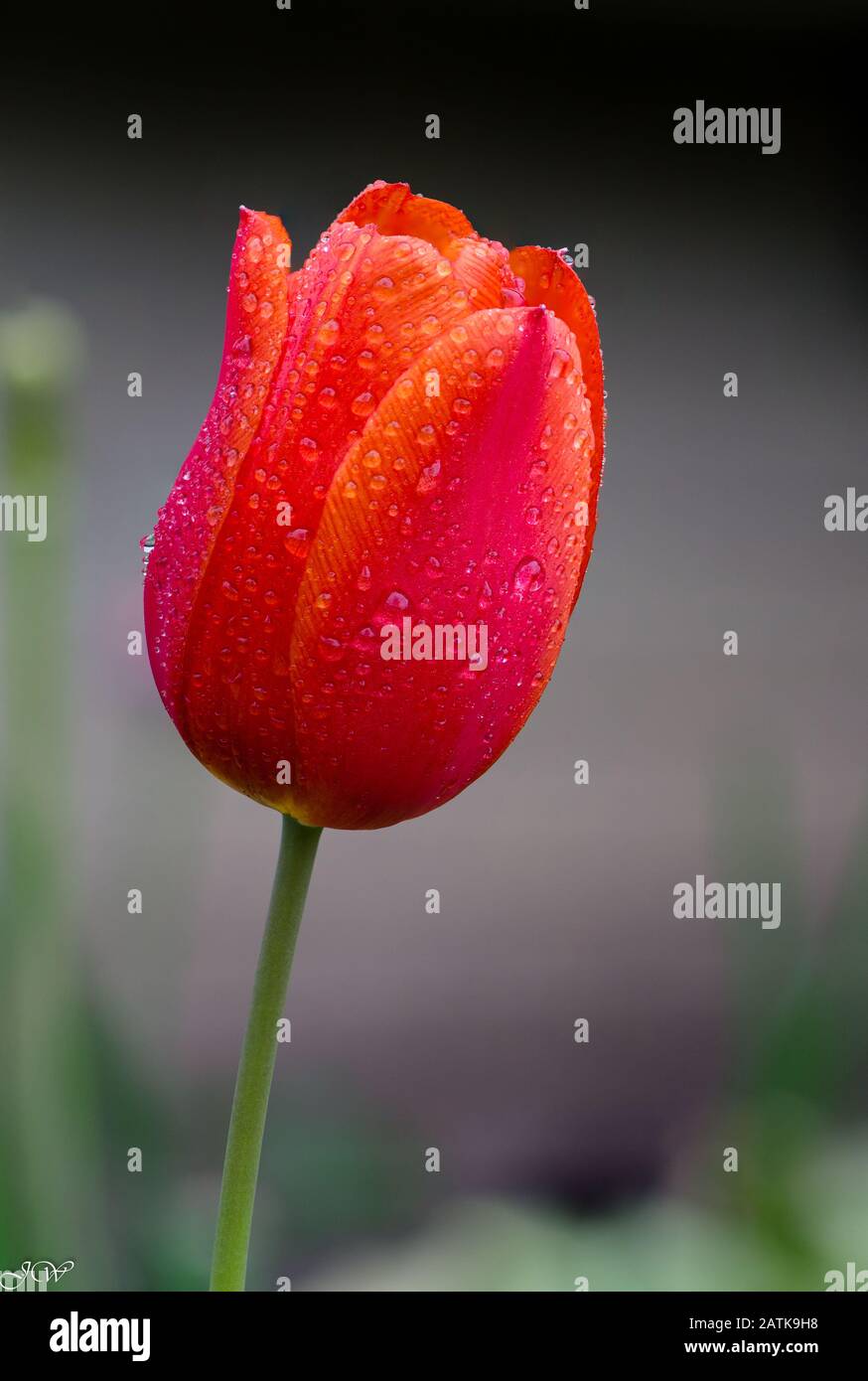 Close up of red tulip with rain drops Stock Photo