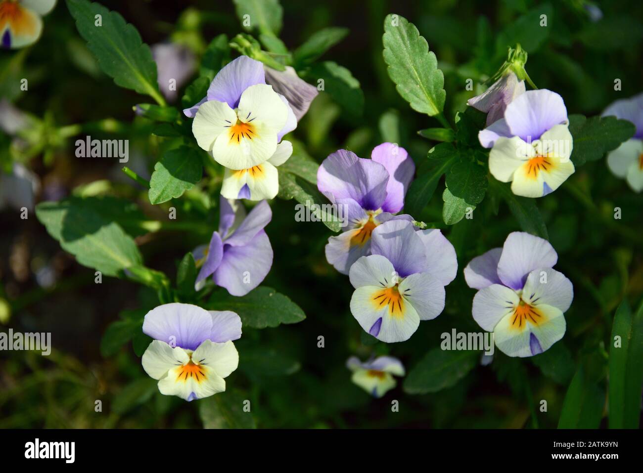 garden pansy, GartenStiefmütterchen, Viola × wittrockiana, kerti