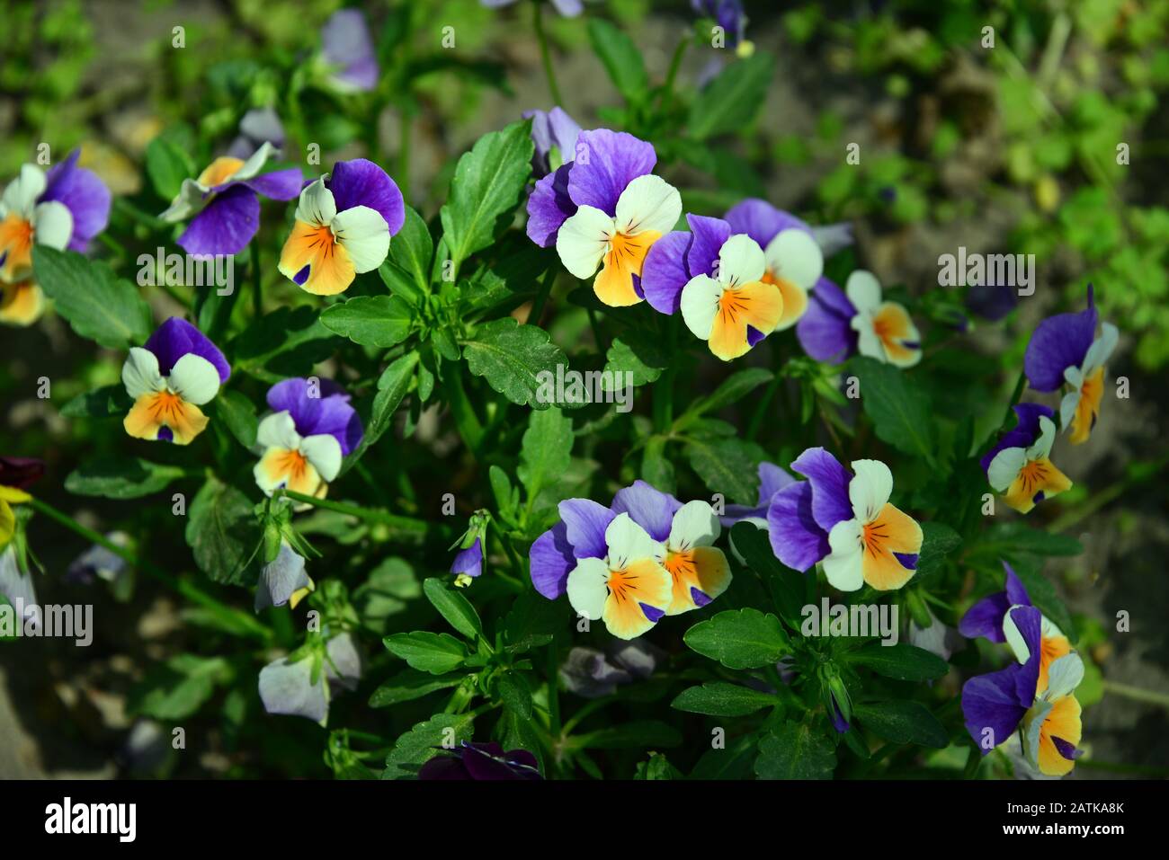 garden pansy, GartenStiefmütterchen, Viola × wittrockiana, kerti