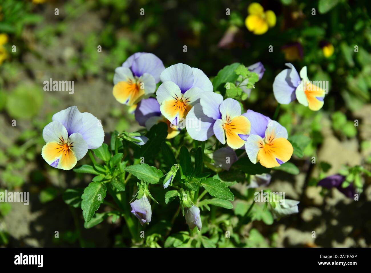 garden pansy, GartenStiefmütterchen, Viola × wittrockiana, kerti