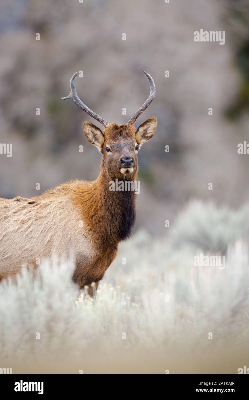 Elk, Yellowstone National Park, Wyoming, USA Stock Photo - Alamy