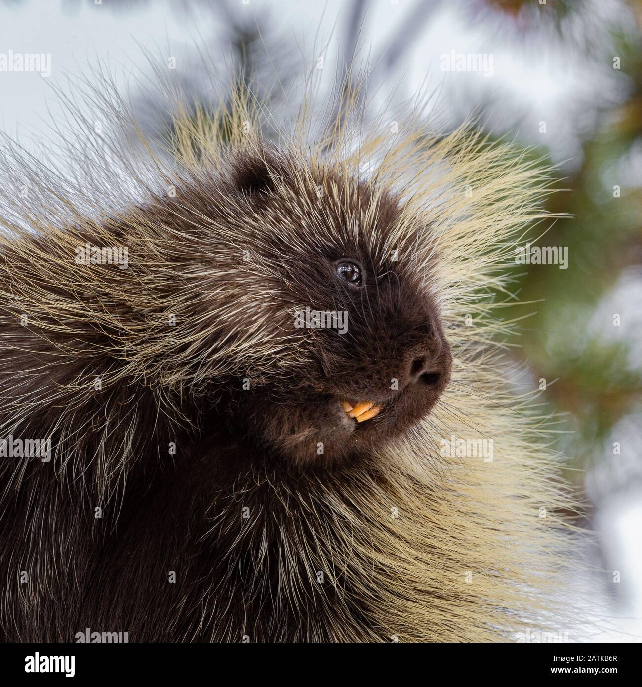 American Porcupine Quills Defense Wildlife Stock Photo - Image of wild,  quills: 27375796