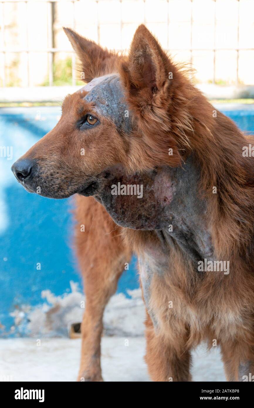 Shaved dog hires stock photography and images Alamy