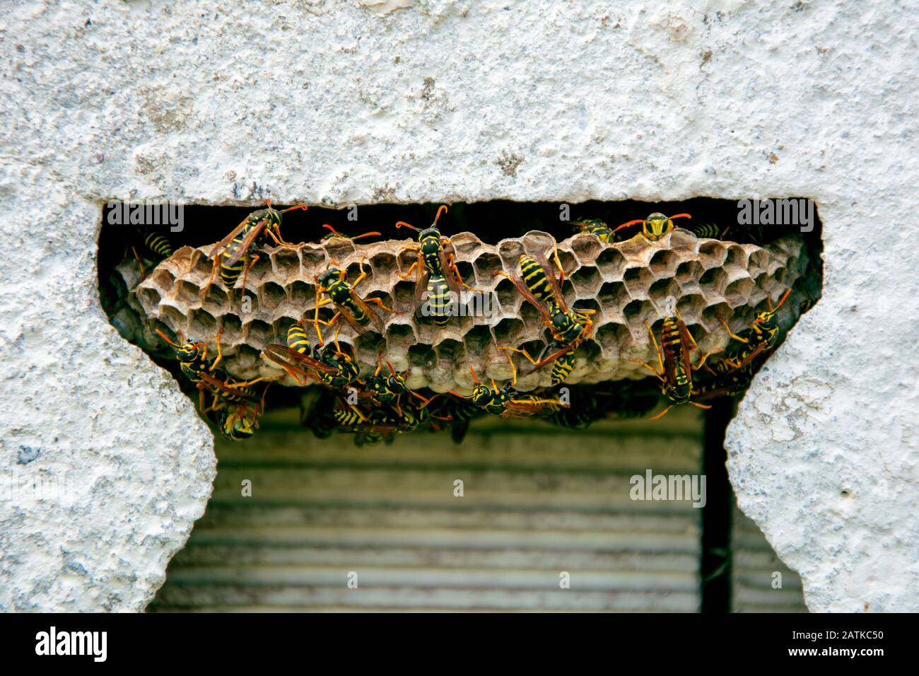 Wasp Nest Stock Photo