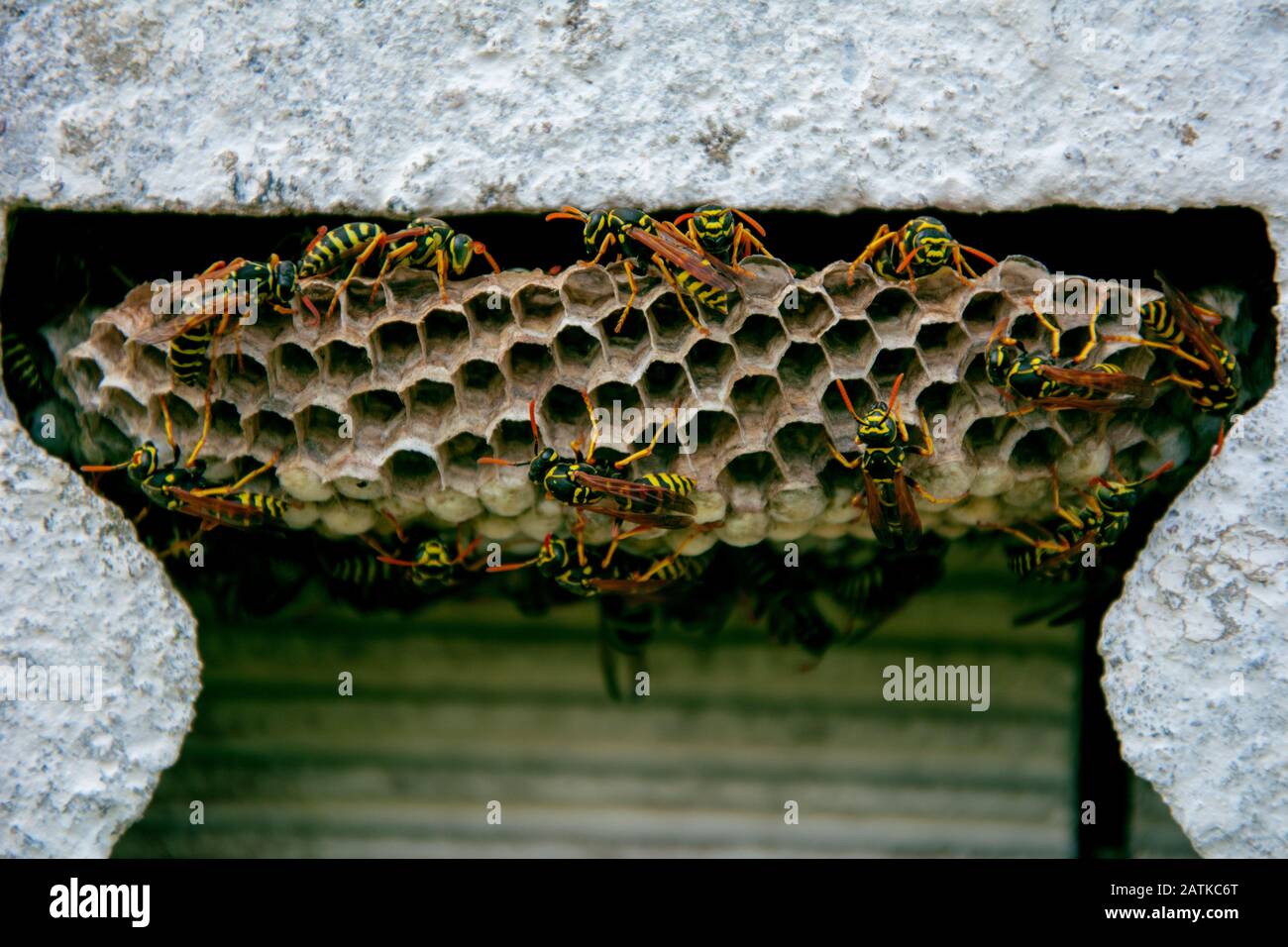 Wasp Nest Stock Photo