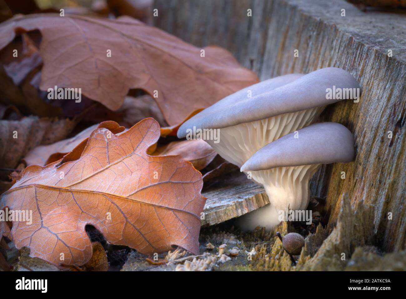 Willow mushroom hires stock photography and images Alamy