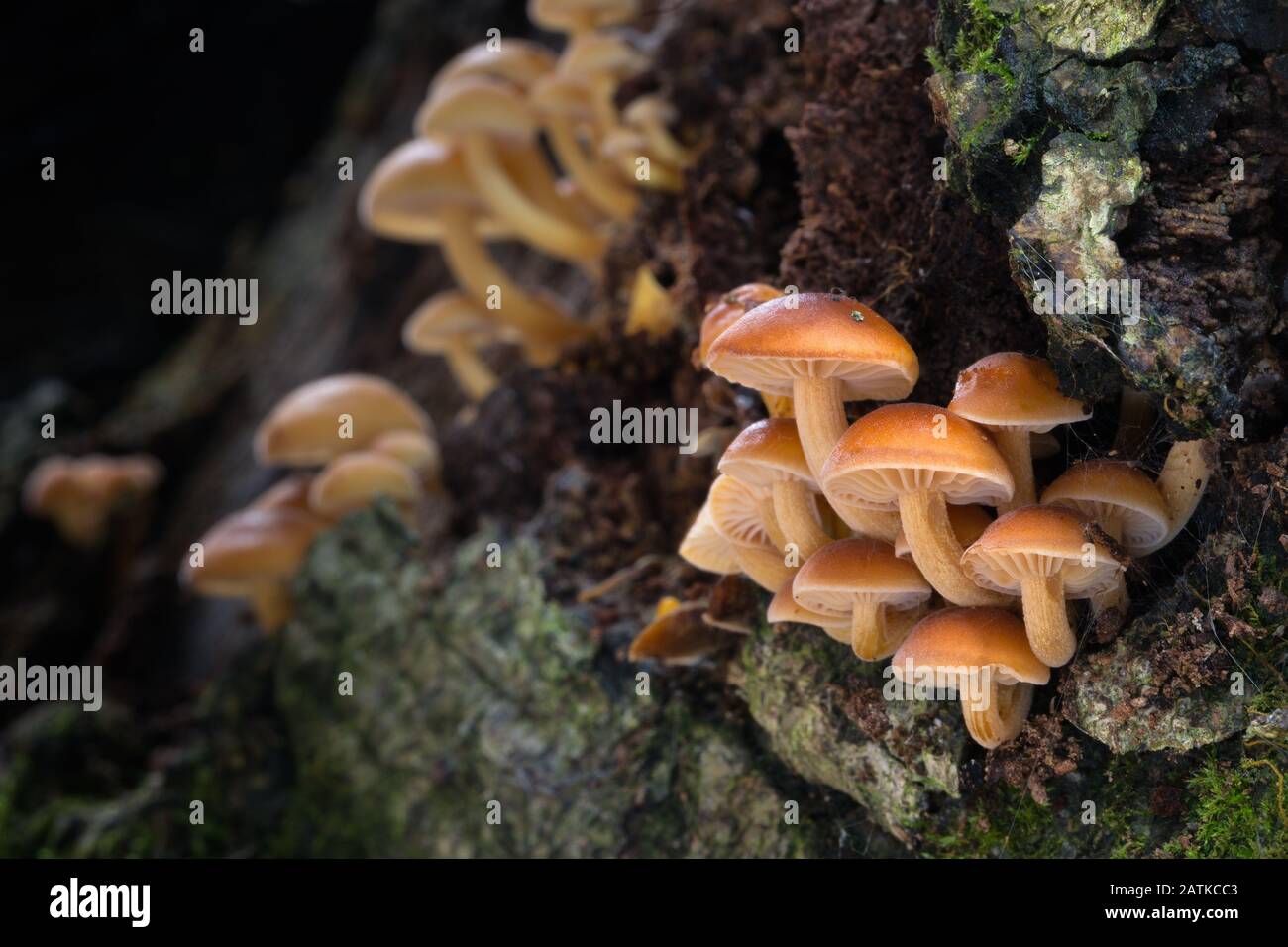 Edible fungus Flammulina  which grows on tree trunks. Stock Photo