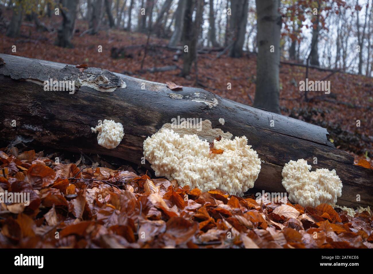Edible mushrooms of unusual shape that grow on a tree trunk Stock Photo