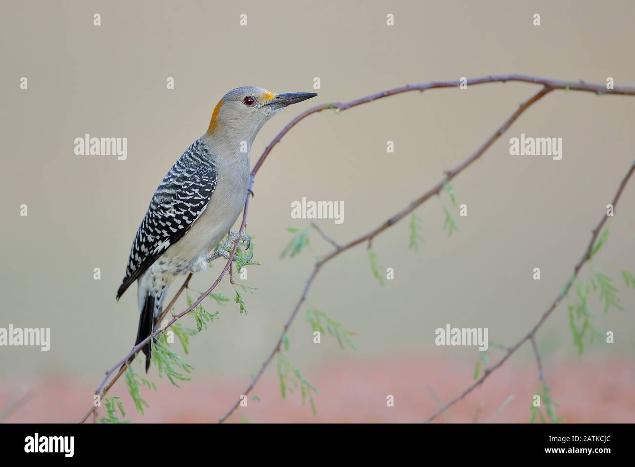 Golden-fronted Woodpecker (Melanerpes aurifrons) on branch in South Texas, USA Stock Photo