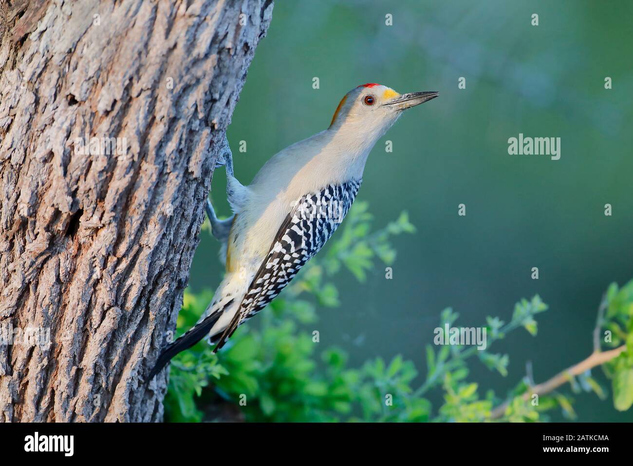 Golden-fronted Woodpecker (Melanerpes aurifrons) on tree in South Texas, USA Stock Photo
