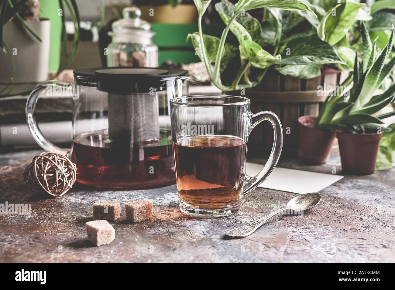 Cup of flower tea on the backdrop of a home winter garden. Home gardening and floristry concept. Stock Photo