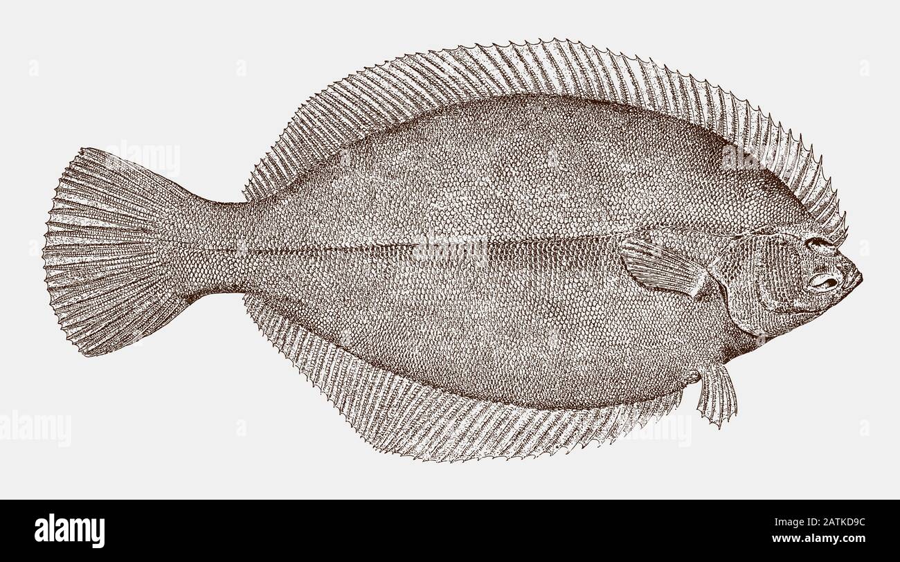 Winter flounder hires stock photography and images Alamy
